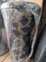 تمپو باس متوسط پژواک رنگی با کاور(نوجوان) - Image 7
